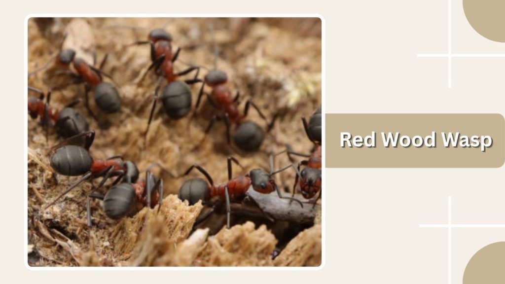 Red Wood Wasp