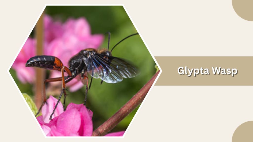 Glypta Wasp