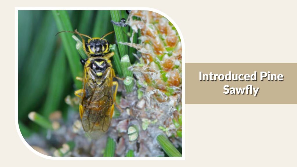 Introduced Pine Sawfly