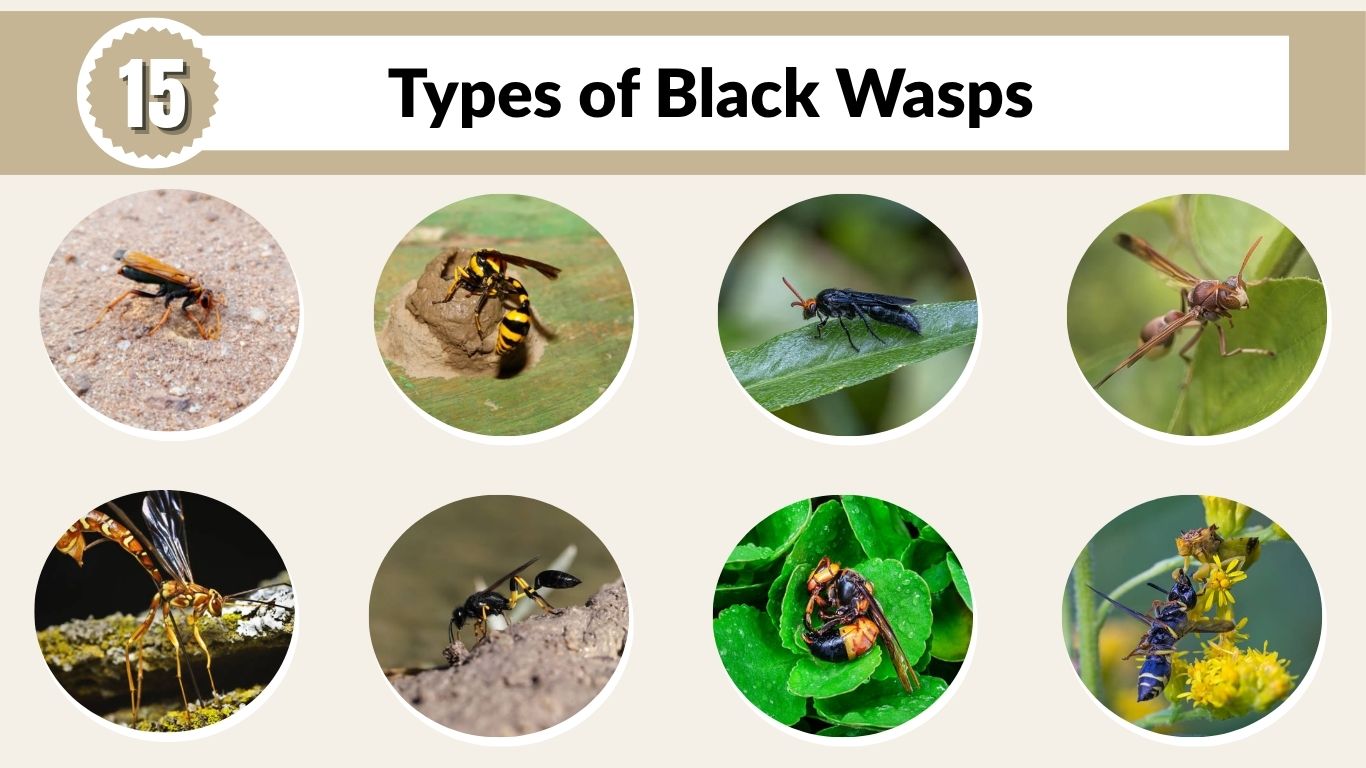 15 Types of Black Wasps: Identification With Pictures & Facts
