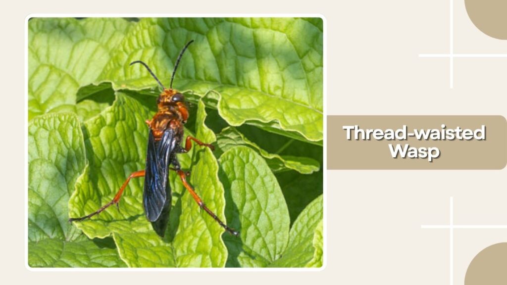 Thread-waisted Wasp