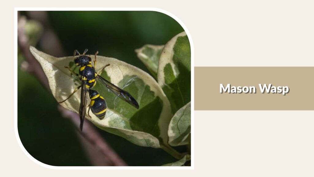 Mason Wasp