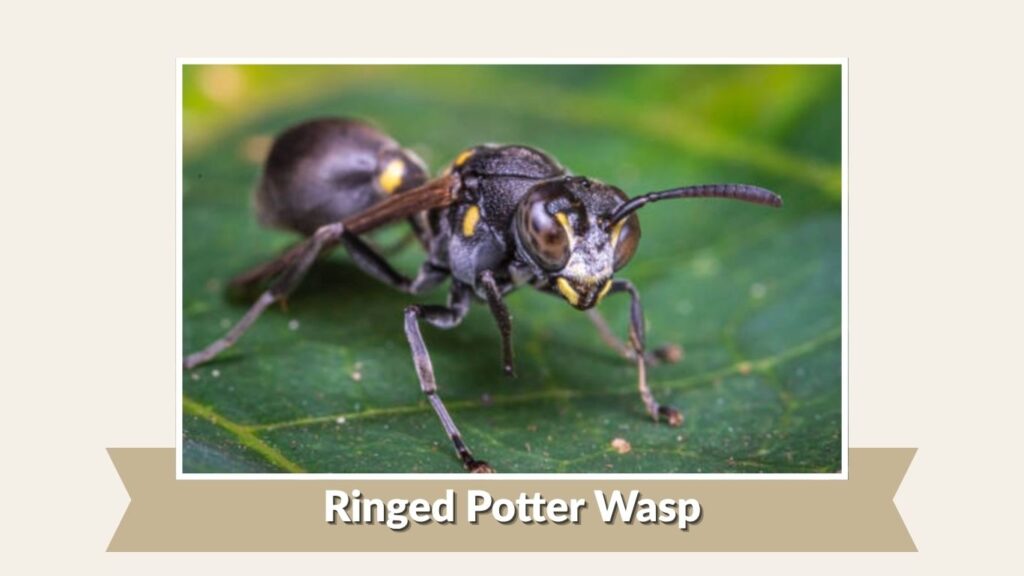 Ringed Potter Wasp