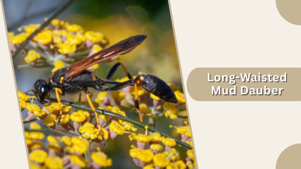 Long-Waisted Mud Dauber