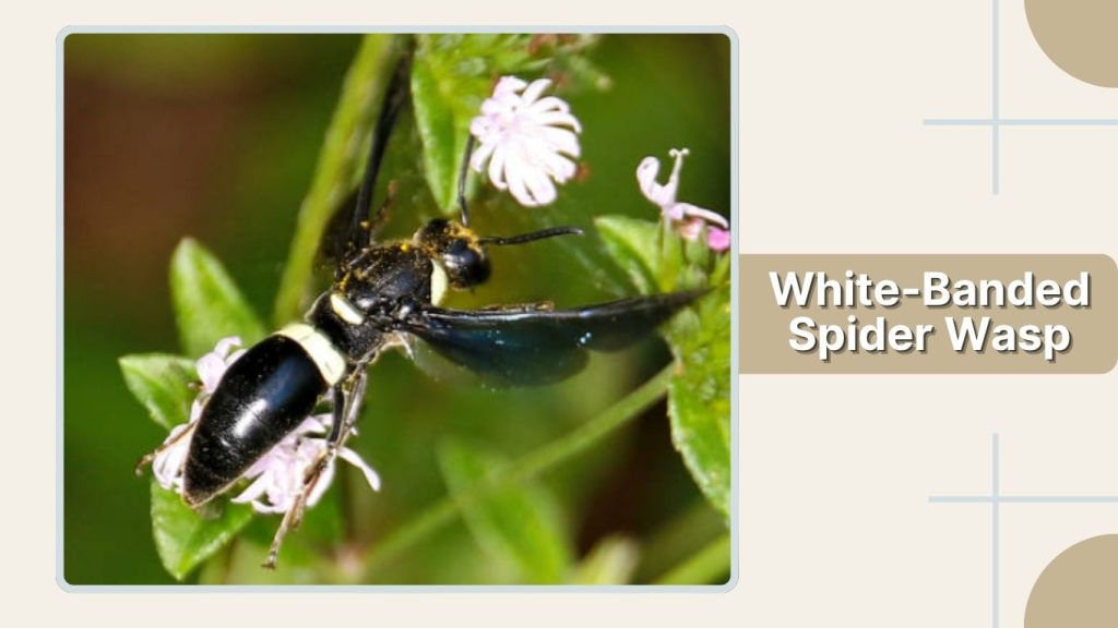 White-Banded Spider Wasp
