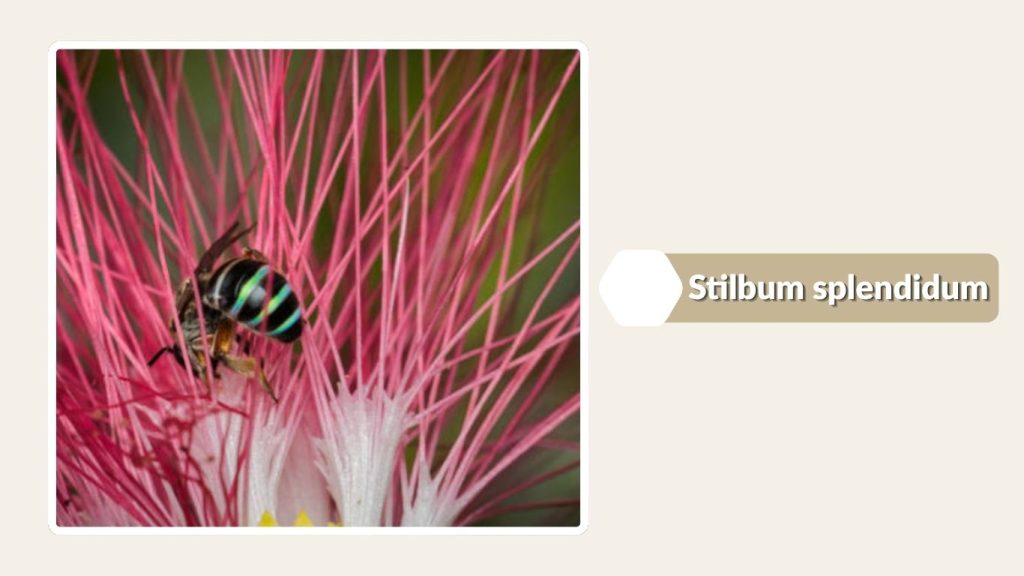 Stilbum splendidum