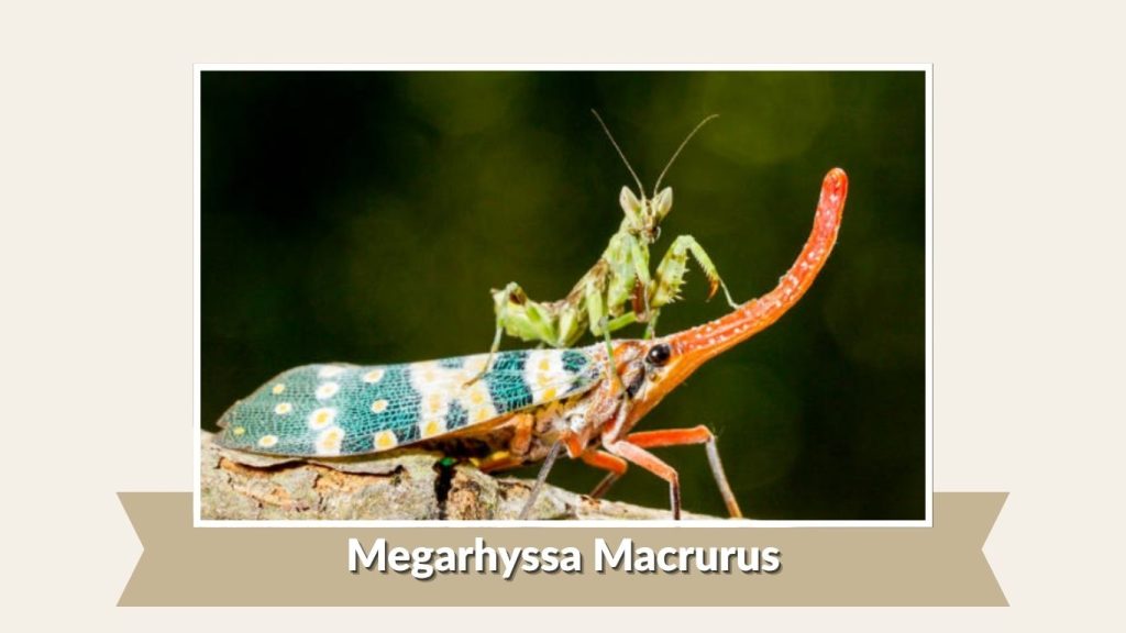 Megarhyssa Macrurus