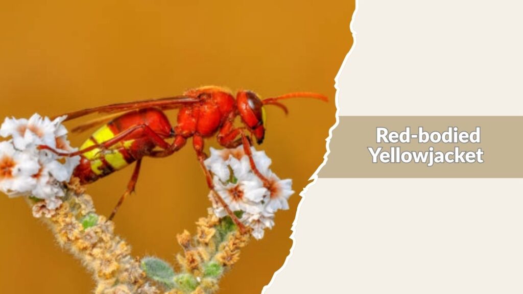 Red-bodied Yellowjacket