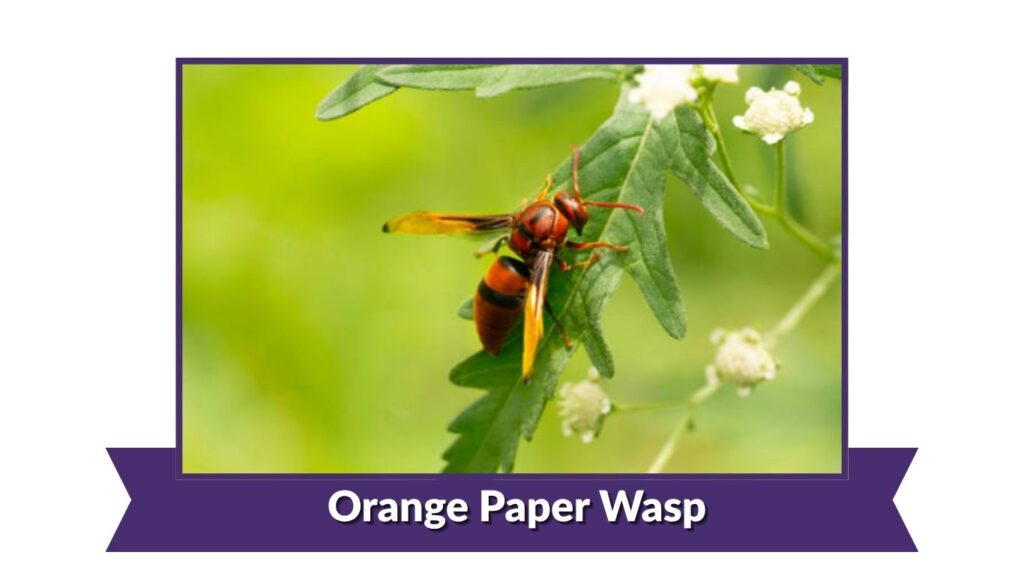 Orange Paper Wasp