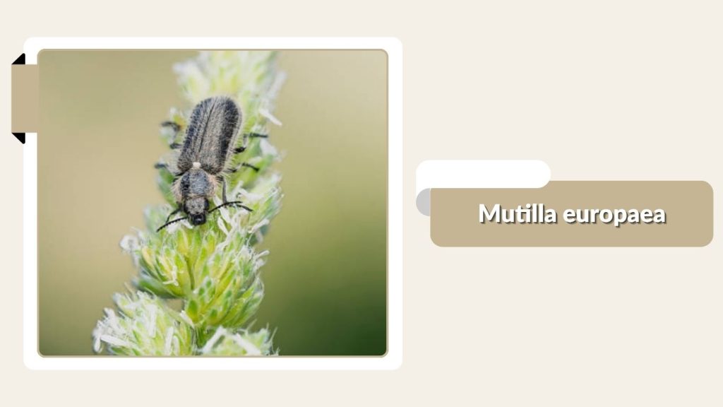 Mutilla europaea
