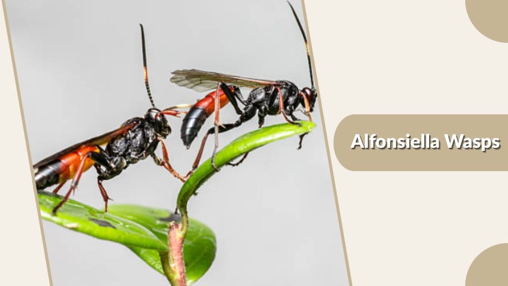 Alfonsiella Wasps