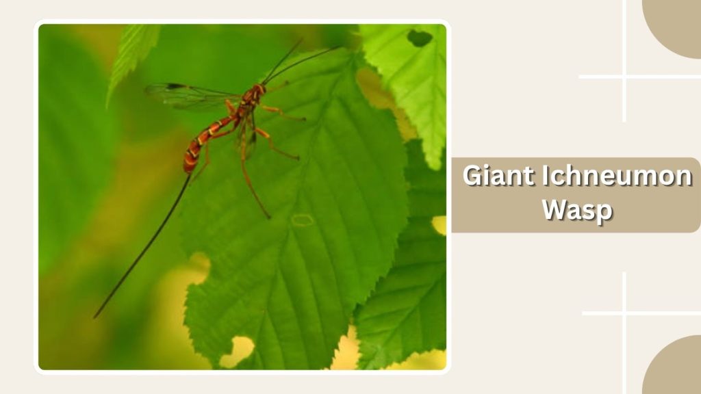 Giant Ichneumon Wasp