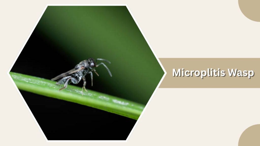 Microplitis Wasp