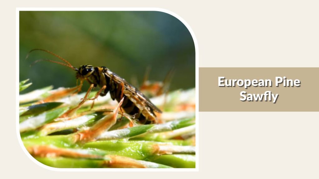 European Pine Sawfly