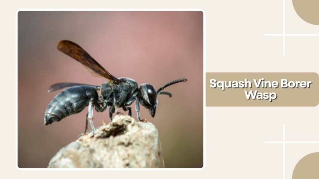 Squash Vine Borer Wasp