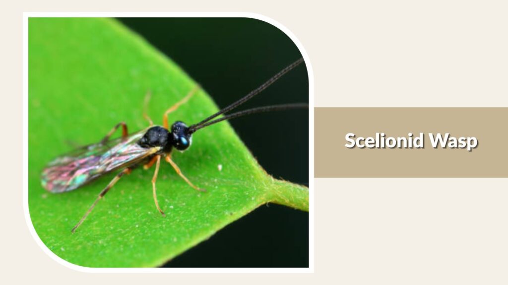 Scelionid Wasp
