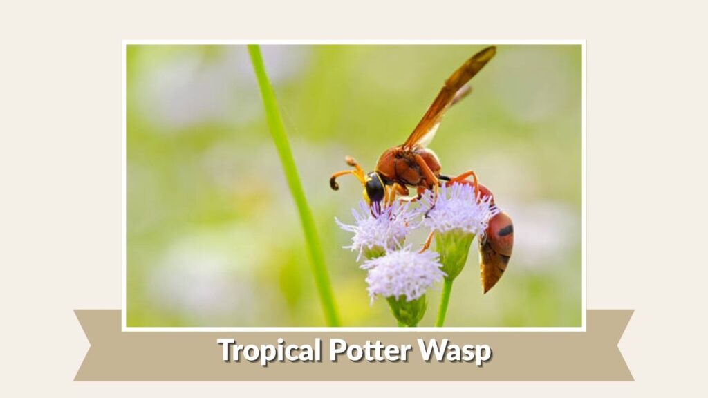 Tropical Potter Wasp