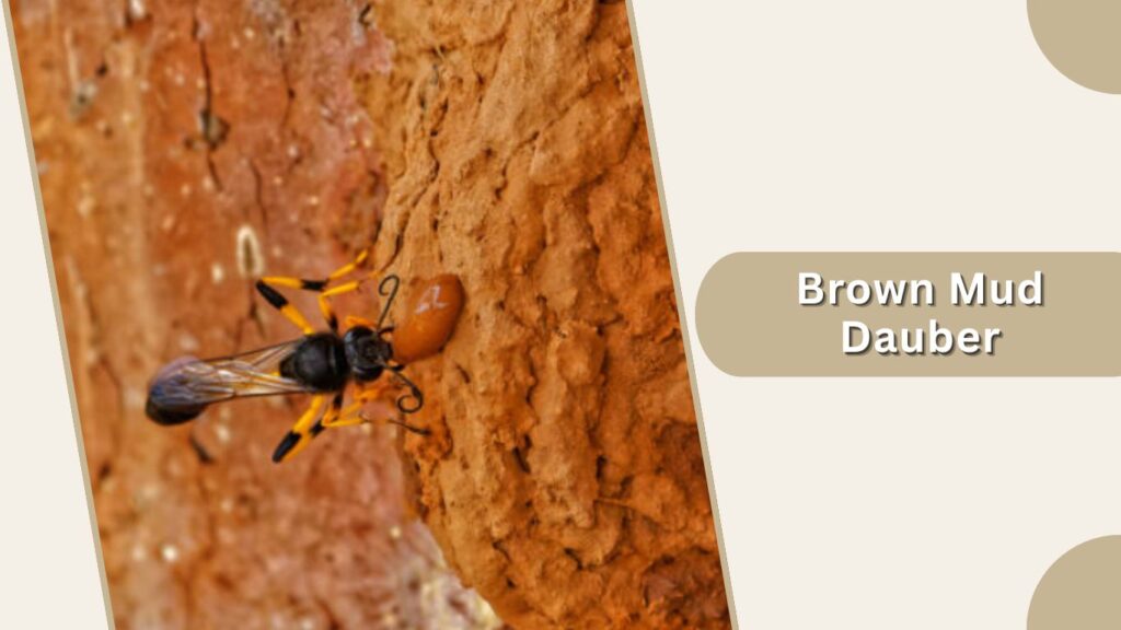 Brown Mud Dauber