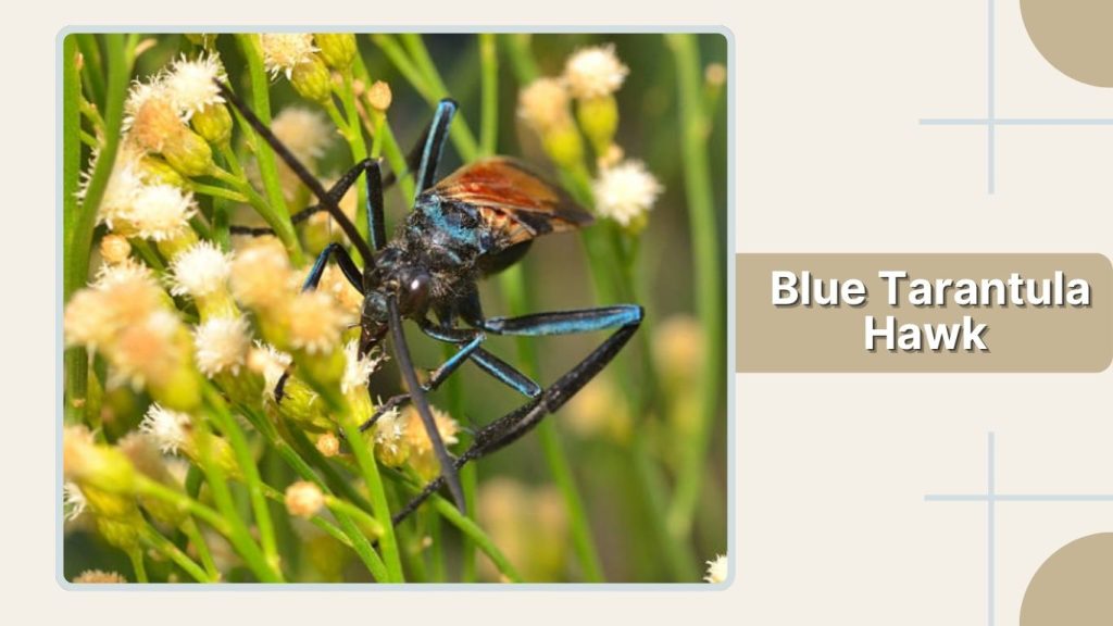 Blue Tarantula Hawk