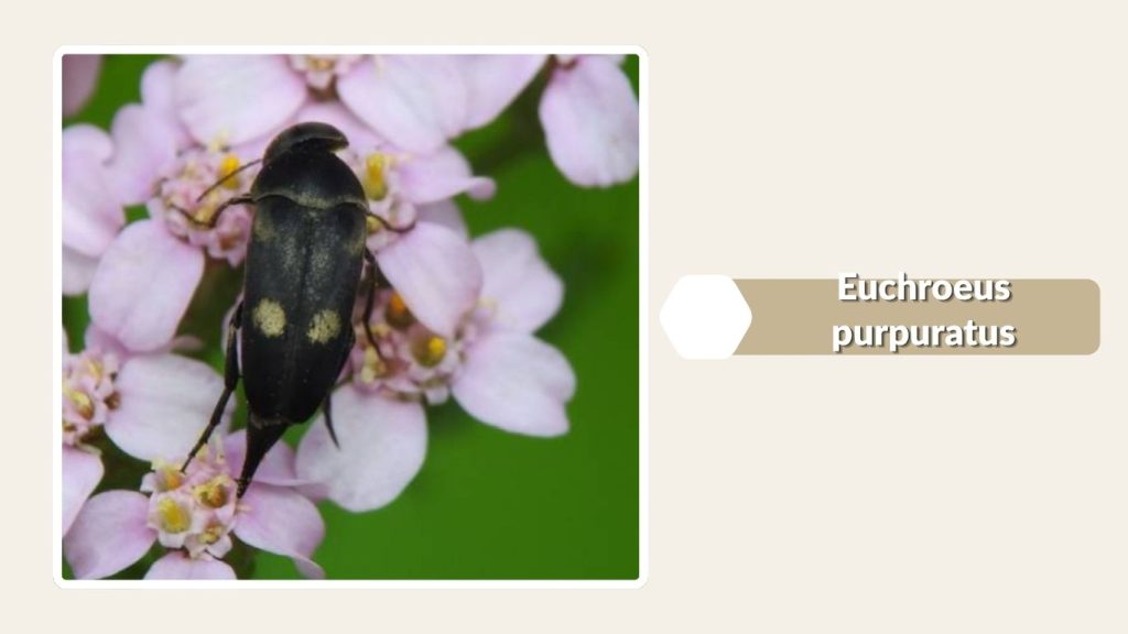 Euchroeus purpuratus