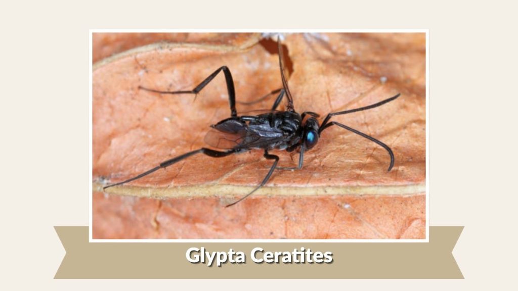 Glypta Ceratites