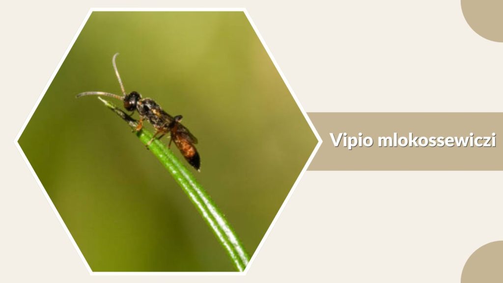 Vipio mlokossewiczi
