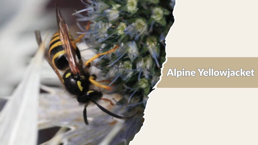 Alpine Yellowjacket