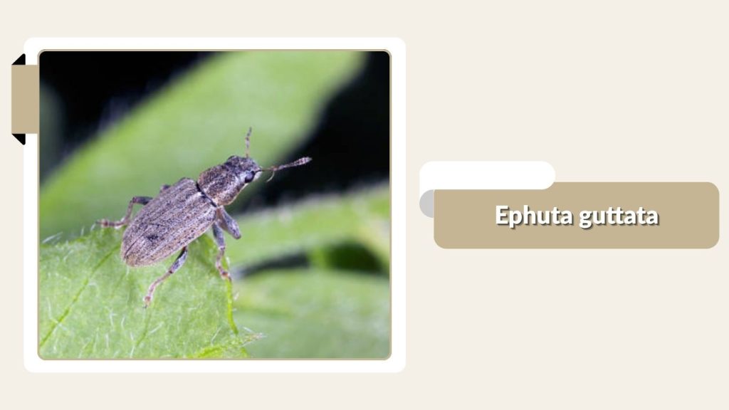Ephuta guttata
