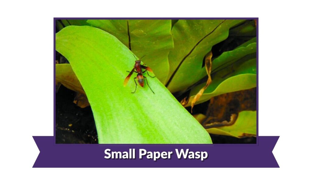 Small Paper Wasp