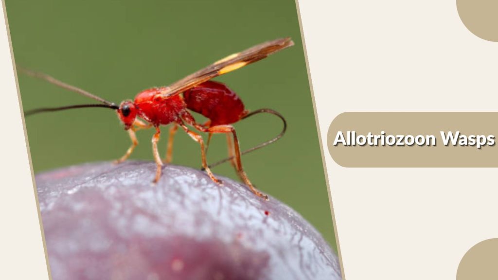Allotriozoon Wasps
