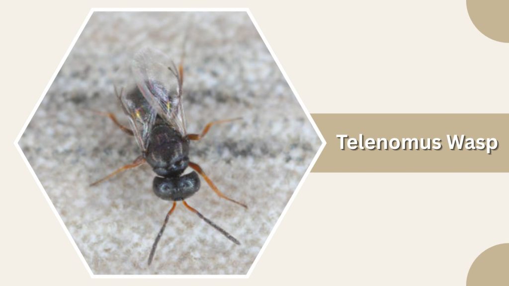 Telenomus Wasp