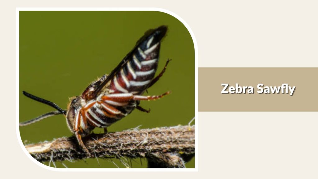 Zebra Sawfly