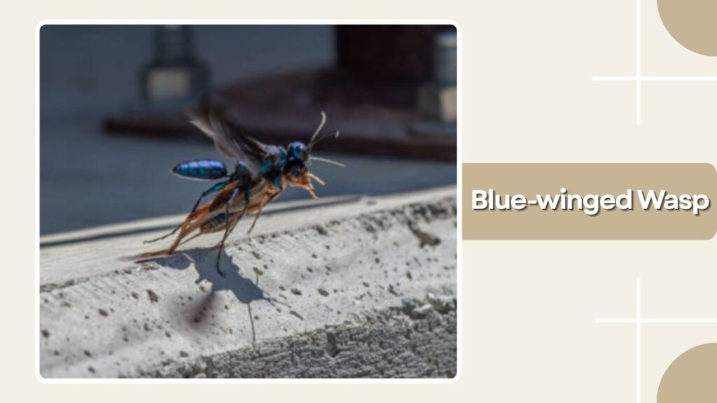 Blue-winged Wasp