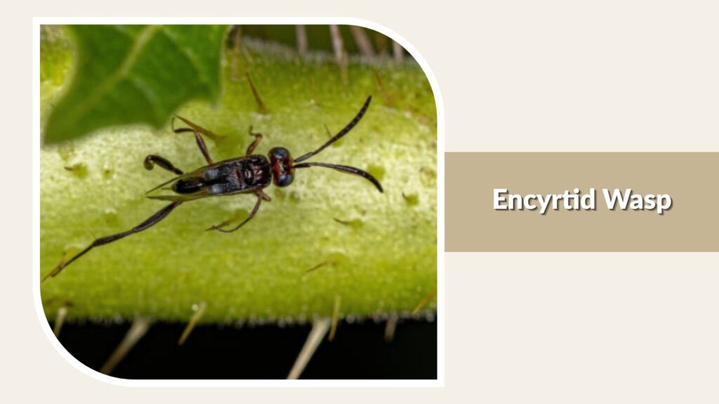 Encyrtid Wasp