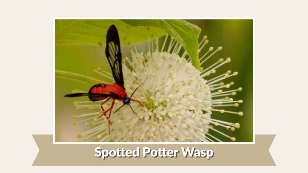 Spotted Potter Wasp