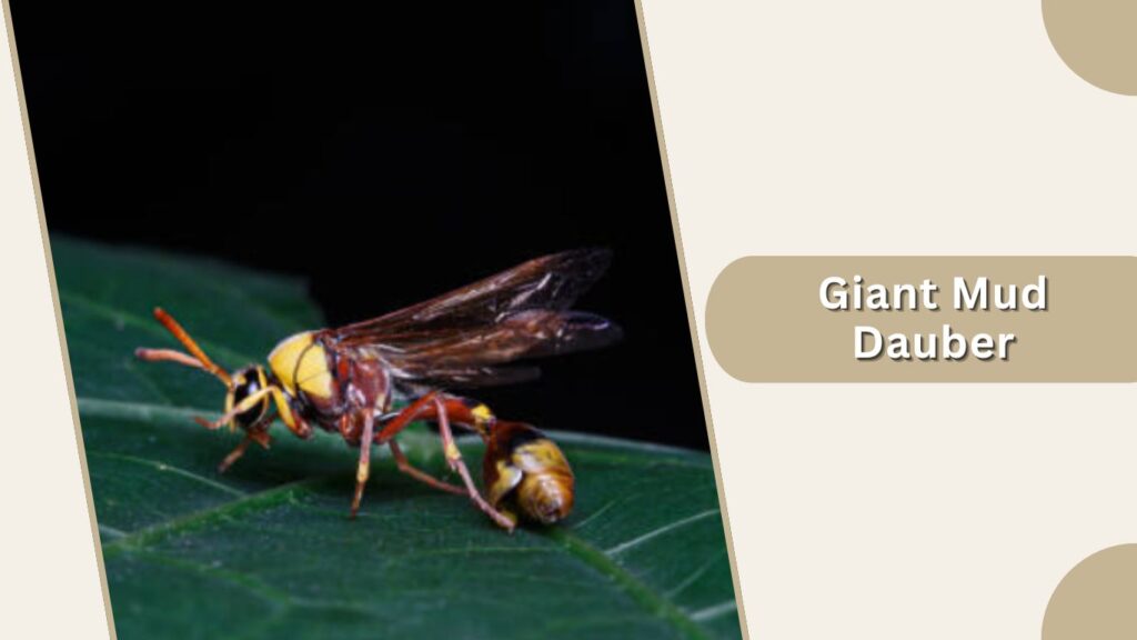 Giant Mud Dauber