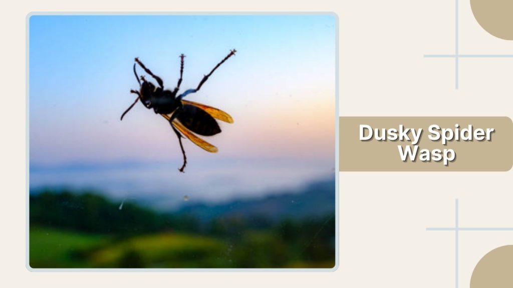 Dusky Spider Wasp