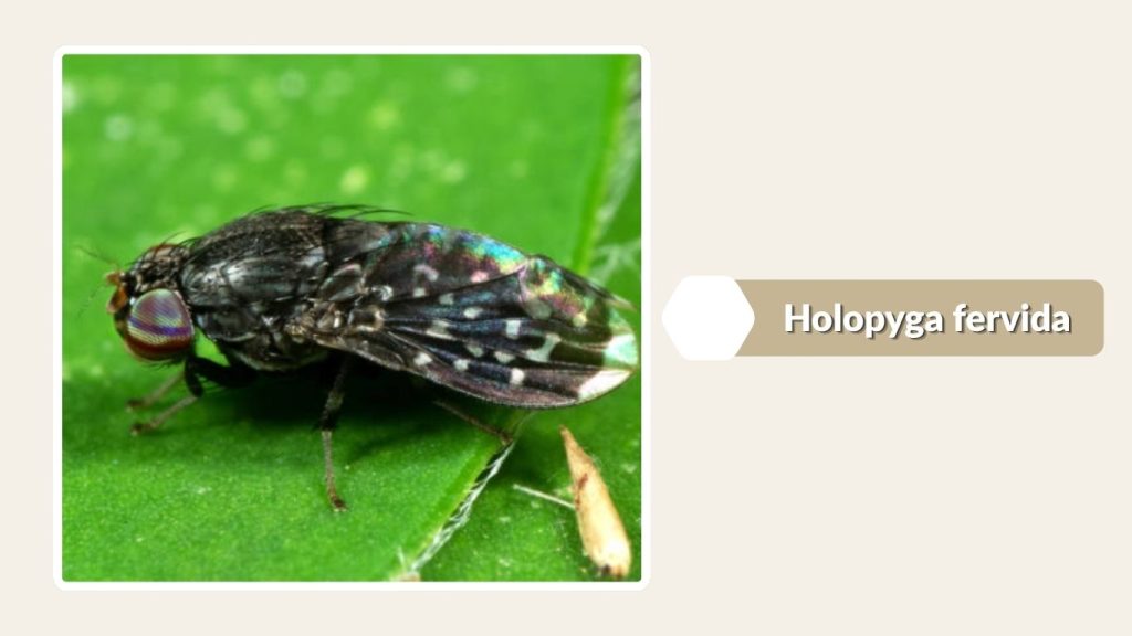 Holopyga fervida