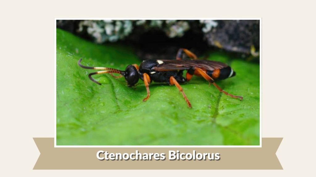Ctenochares Bicolorus