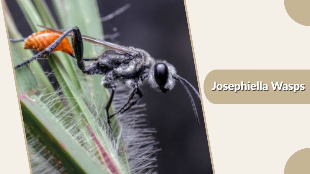 Josephiella Wasps