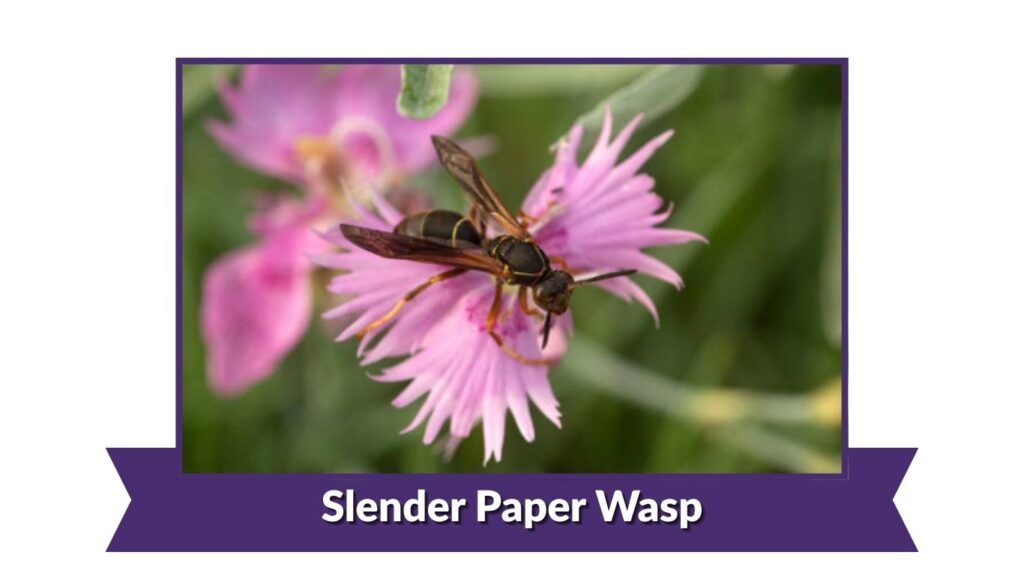 Slender Paper Wasp