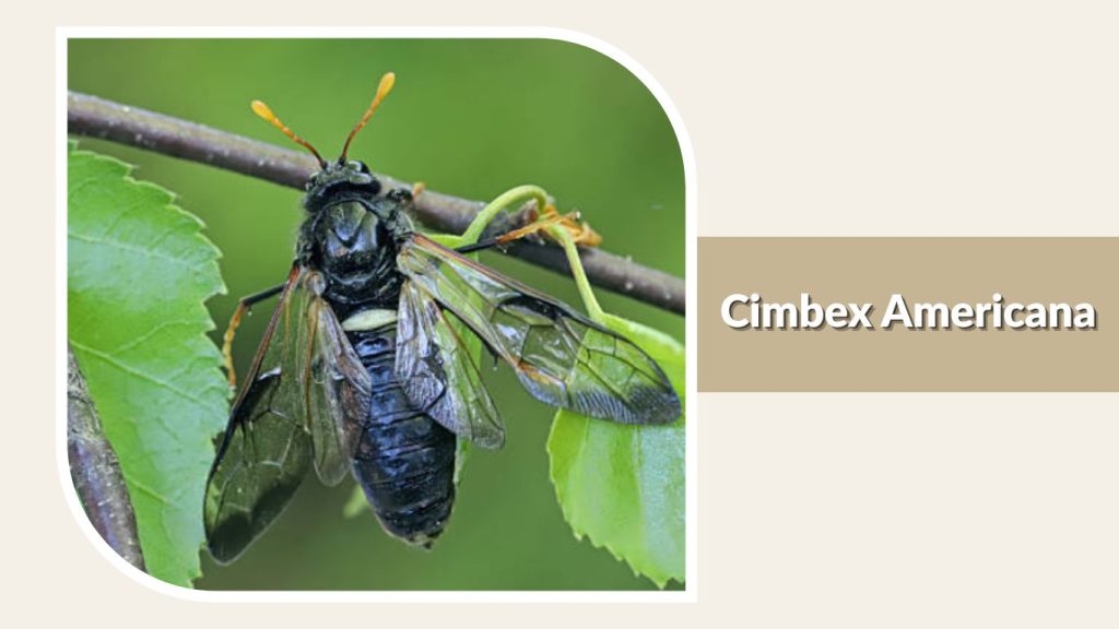 Cimbex Americana