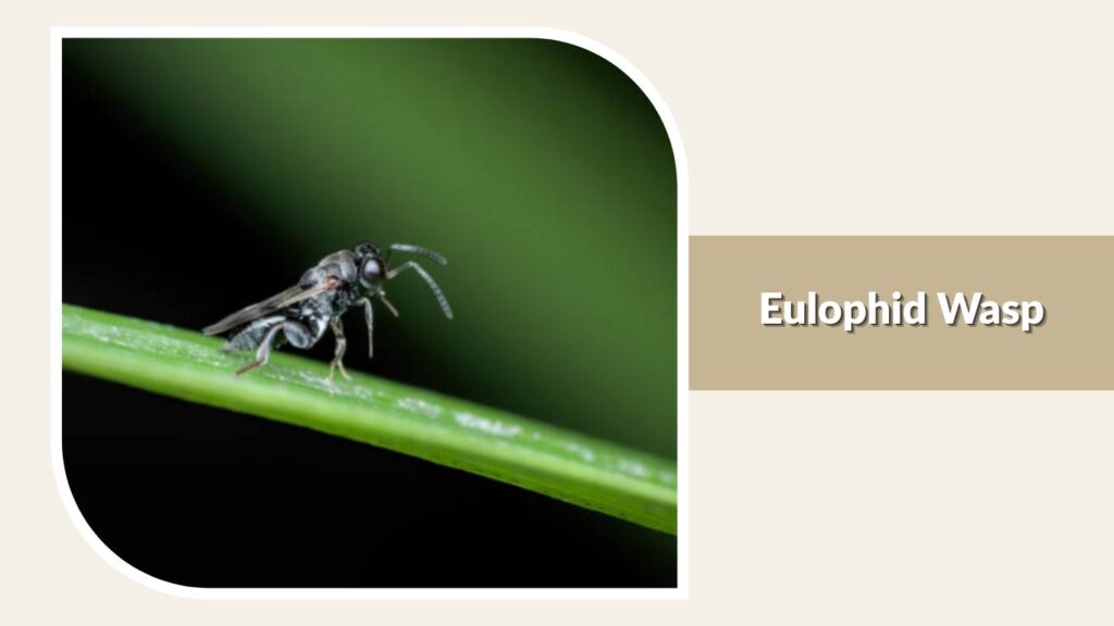 Eulophid Wasp