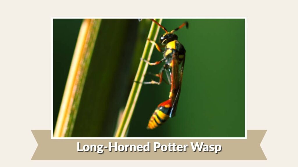 Long-Horned Potter Wasp