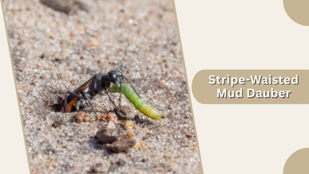 Stripe-Waisted Mud Dauber