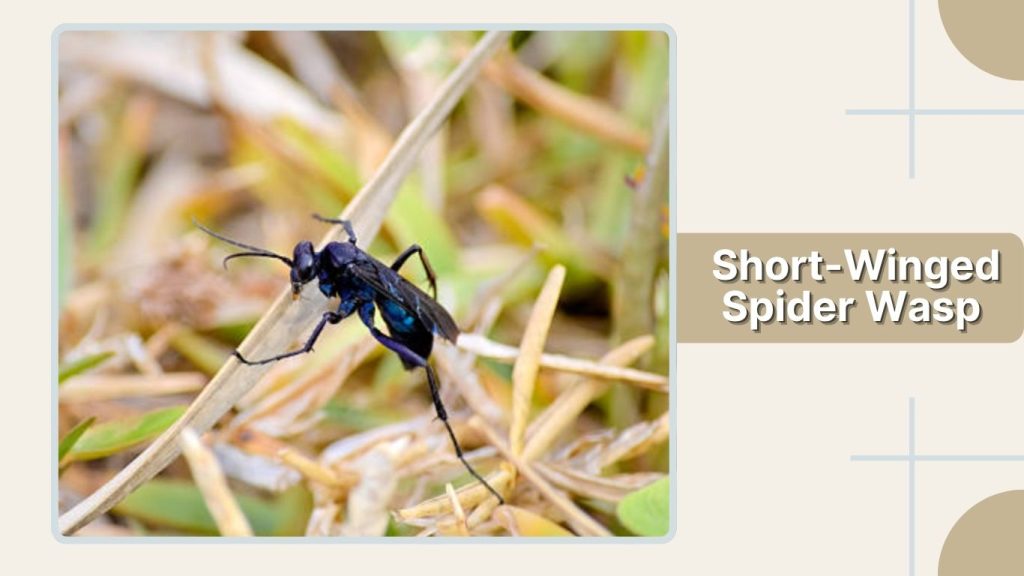 Short-Winged Spider Wasp