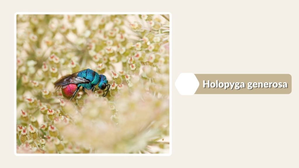  Holopyga generosa