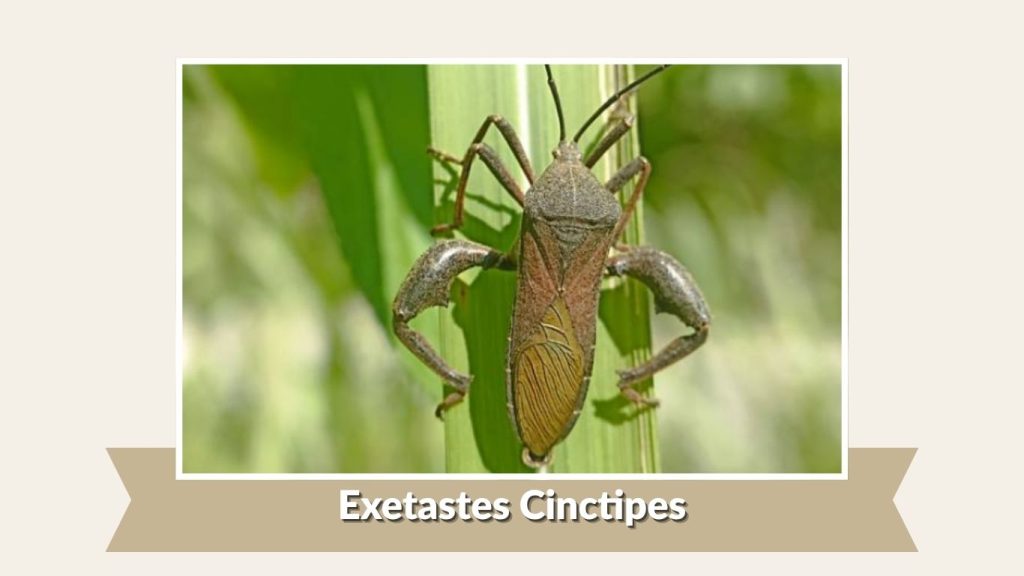 Exetastes Cinctipes
