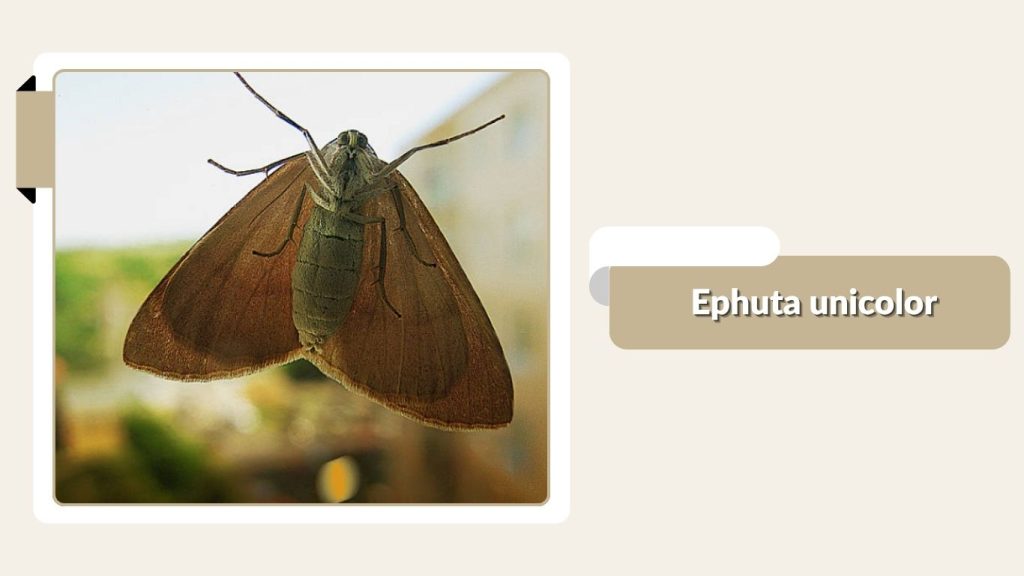 Ephuta unicolor
