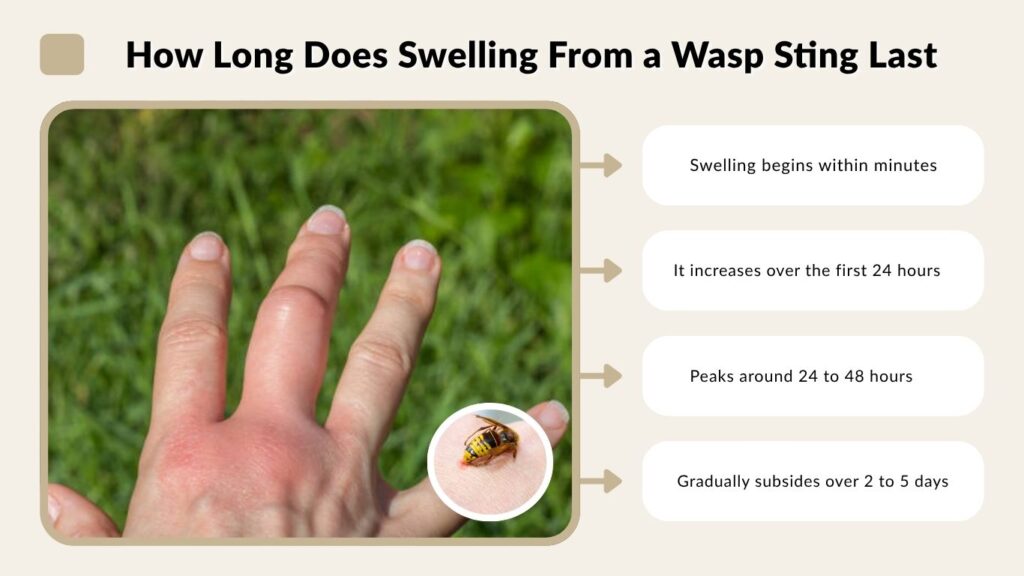 How Long Does Swelling From a Wasp Sting Last